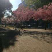 ヒメ日記 2025/03/22 10:14 投稿 下園一紗 五十路マダムエクスプレス横浜店（カサブランカグループ）