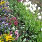 ヒメ日記 2025/04/03 10:50 投稿 下園一紗 五十路マダムエクスプレス横浜店（カサブランカグループ）