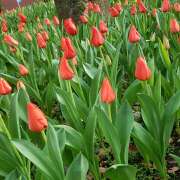 ヒメ日記 2025/04/10 10:54 投稿 下園一紗 五十路マダムエクスプレス横浜店（カサブランカグループ）