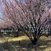 ヒメ日記 2026/03/24 09:36 投稿 岩瀬かりん 五十路マダムエクスプレス横浜店（カサブランカグループ）