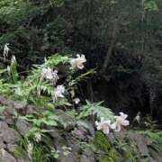 ヒメ日記 2026/07/19 08:34 投稿 君島千歳 五十路マダムエクスプレス横浜店（カサブランカグループ）