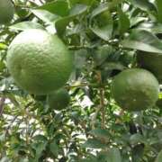 ヒメ日記 2025/07/30 01:56 投稿 吉井 羊 五十路マダムエクスプレス横浜店（カサブランカグループ）