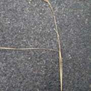 ヒメ日記 2025/11/11 19:58 投稿 吉井 羊 五十路マダムエクスプレス横浜店（カサブランカグループ）