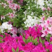 ヒメ日記 2025/04/19 13:46 投稿 早川まお 五十路マダムエクスプレス横浜店（カサブランカグループ）