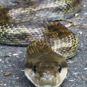 ヒメ日記 2025/01/01 07:20 投稿 仲間理恵 五十路マダムエクスプレス横浜店（カサブランカグループ）