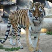 ヒメ日記 2025/04/22 10:10 投稿 仲間理恵 五十路マダムエクスプレス横浜店（カサブランカグループ）