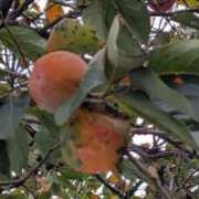 ヒメ日記 2025/10/18 06:54 投稿 仲間理恵 五十路マダムエクスプレス横浜店（カサブランカグループ）