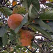 ヒメ日記 2025/10/18 06:56 投稿 仲間理恵 五十路マダムエクスプレス横浜店（カサブランカグループ）