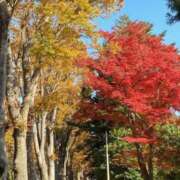 ヒメ日記 2025/11/21 10:56 投稿 仲間理恵 五十路マダムエクスプレス横浜店（カサブランカグループ）