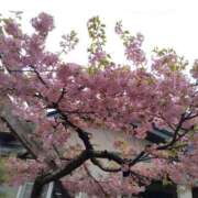 ヒメ日記 2025/04/22 11:04 投稿 清水智子 五十路マダムエクスプレス横浜店（カサブランカグループ）