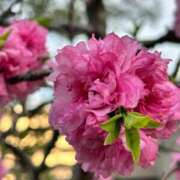 ヒメ日記 2025/04/09 12:40 投稿 荻原あかり 五十路マダムエクスプレス横浜店（カサブランカグループ）