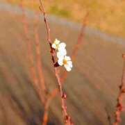 ヒメ日記 2024/02/29 23:12 投稿 大西千佳 五十路マダムエクスプレス横浜店（カサブランカグループ）