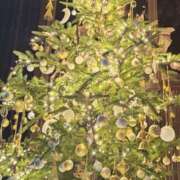 ヒメ日記 2024/12/19 22:58 投稿 大西千佳 五十路マダムエクスプレス横浜店（カサブランカグループ）