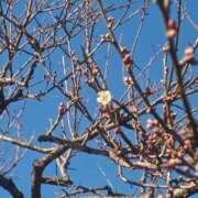 ヒメ日記 2025/01/22 00:04 投稿 大西千佳 五十路マダムエクスプレス横浜店（カサブランカグループ）