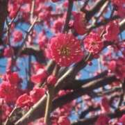 ヒメ日記 2025/02/27 23:36 投稿 大西千佳 五十路マダムエクスプレス横浜店（カサブランカグループ）