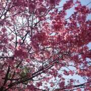 ヒメ日記 2025/03/05 22:52 投稿 大西千佳 五十路マダムエクスプレス横浜店（カサブランカグループ）