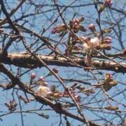 ヒメ日記 2025/03/24 22:58 投稿 大西千佳 五十路マダムエクスプレス横浜店（カサブランカグループ）