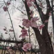 ヒメ日記 2025/04/01 22:18 投稿 大西千佳 五十路マダムエクスプレス横浜店（カサブランカグループ）