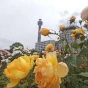 ヒメ日記 2025/05/11 22:06 投稿 大西千佳 五十路マダムエクスプレス横浜店（カサブランカグループ）