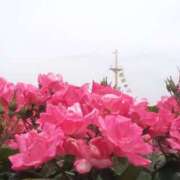 ヒメ日記 2025/05/17 00:02 投稿 大西千佳 五十路マダムエクスプレス横浜店（カサブランカグループ）