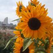 ヒメ日記 2025/07/18 21:22 投稿 大西千佳 五十路マダムエクスプレス横浜店（カサブランカグループ）