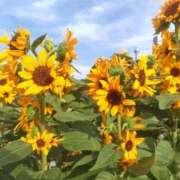 ヒメ日記 2025/07/22 23:28 投稿 大西千佳 五十路マダムエクスプレス横浜店（カサブランカグループ）