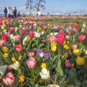 ヒメ日記 2026/04/20 22:02 投稿 大西千佳 五十路マダムエクスプレス横浜店（カサブランカグループ）