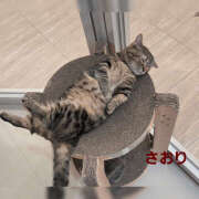 ヒメ日記 2026/04/22 17:18 投稿 宮内沙織 五十路マダムエクスプレス横浜店（カサブランカグループ）