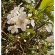 ヒメ日記 2025/03/28 16:34 投稿 真矢雨音 五十路マダムエクスプレス横浜店（カサブランカグループ）