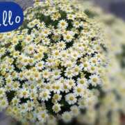 ヒメ日記 2025/04/15 12:10 投稿 真矢雨音 五十路マダムエクスプレス横浜店（カサブランカグループ）