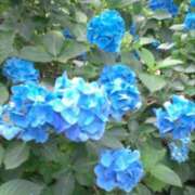 ヒメ日記 2025/06/06 12:34 投稿 真矢雨音 五十路マダムエクスプレス横浜店（カサブランカグループ）