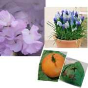 ヒメ日記 2026/02/24 13:06 投稿 真矢雨音 五十路マダムエクスプレス横浜店（カサブランカグループ）