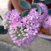 真鍋しほ お礼　U様♪ 五十路マダムエクスプレス横浜店（カサブランカグループ）