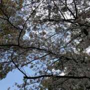 ヒメ日記 2025/04/08 10:32 投稿 墨田遥香 五十路マダムエクスプレス横浜店（カサブランカグループ）