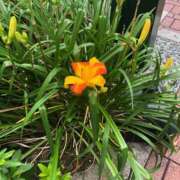 ヒメ日記 2025/07/02 10:18 投稿 墨田遥香 五十路マダムエクスプレス横浜店（カサブランカグループ）