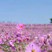 ヒメ日記 2025/09/19 08:54 投稿 墨田遥香 五十路マダムエクスプレス横浜店（カサブランカグループ）