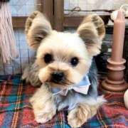 ヒメ日記 2025/09/20 17:42 投稿 墨田遥香 五十路マダムエクスプレス横浜店（カサブランカグループ）