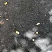 ヒメ日記 2025/09/22 18:54 投稿 墨田遥香 五十路マダムエクスプレス横浜店（カサブランカグループ）