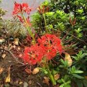 ヒメ日記 2025/09/23 09:04 投稿 墨田遥香 五十路マダムエクスプレス横浜店（カサブランカグループ）