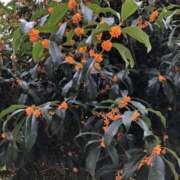 墨田遥香 秋ですね…? 五十路マダムエクスプレス横浜店（カサブランカグループ）