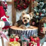 墨田遥香 こんばんは 五十路マダムエクスプレス横浜店（カサブランカグループ）