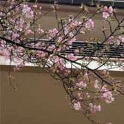 ヒメ日記 2026/02/11 08:50 投稿 墨田遥香 五十路マダムエクスプレス横浜店（カサブランカグループ）