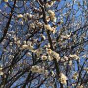 ヒメ日記 2026/02/13 16:20 投稿 墨田遥香 五十路マダムエクスプレス横浜店（カサブランカグループ）