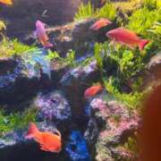 ヒメ日記 2026/03/19 12:40 投稿 墨田遥香 五十路マダムエクスプレス横浜店（カサブランカグループ）