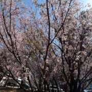 ヒメ日記 2026/03/27 18:40 投稿 墨田遥香 五十路マダムエクスプレス横浜店（カサブランカグループ）