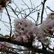 ヒメ日記 2026/04/04 10:42 投稿 墨田遥香 五十路マダムエクスプレス横浜店（カサブランカグループ）