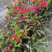 ヒメ日記 2026/04/18 08:32 投稿 墨田遥香 五十路マダムエクスプレス横浜店（カサブランカグループ）