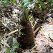 ヒメ日記 2026/04/27 15:54 投稿 墨田遥香 五十路マダムエクスプレス横浜店（カサブランカグループ）