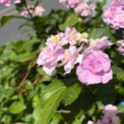 ヒメ日記 2026/05/31 15:16 投稿 墨田遥香 五十路マダムエクスプレス横浜店（カサブランカグループ）