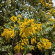 ヒメ日記 2025/03/14 16:38 投稿 中山冴子 五十路マダムエクスプレス横浜店（カサブランカグループ）